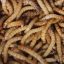 Molitor insecte : tout savoir