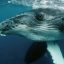 Quels animaux vivent à Tahiti ? Découvrez la faune fascinante de cette île paradisiaque
