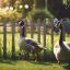 Quel animal pour désherber son jardin ?