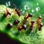 Que mangent les fourmis ?