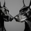 Dobermans aux oreilles coupées : portraits étonnants