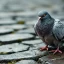 Quelle est la durée de vie d&rsquo;un pigeon sans manger ?