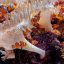 Avec quoi nettoyer un petit aquarium sans risquer d’abîmer l’écosystème ?