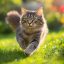 Pourquoi souscrire à une assurance santé pour les chats est essentiel
