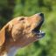 Mon chien aboie la nuit : solutions simples pour un sommeil paisible
