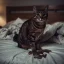 Chat qui urine sur le lit la nuit : 7 raisons possibles