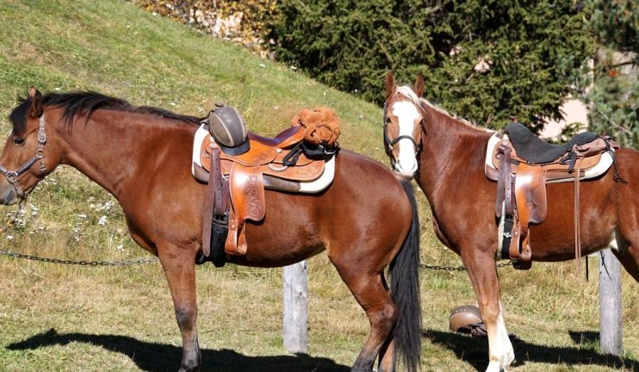 Deux cheveux en extérieur 