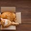 Votre chat souffre en silence ? Les signes qui ne trompent pas