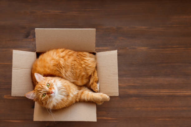 Un chat dans un carton