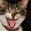 Pourquoi choisir un collier anti-étranglement pour son chat ?