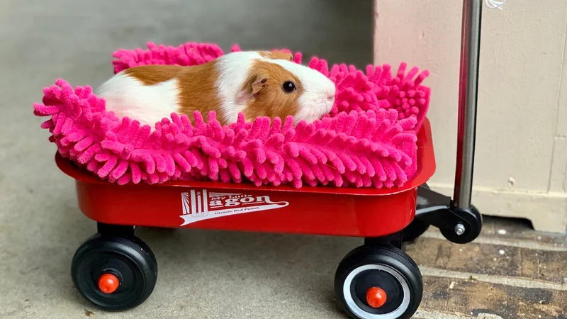 Cochon d'Inde blanc et roux couché sur un tapis rose dans un petit chariot rouge