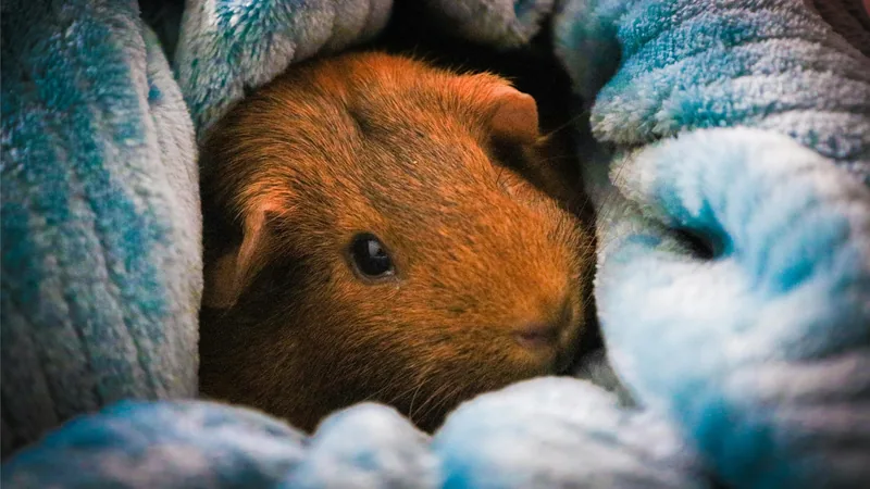 Cochon d'Inde roux blotti au chaud dans une couverture polaire bleue