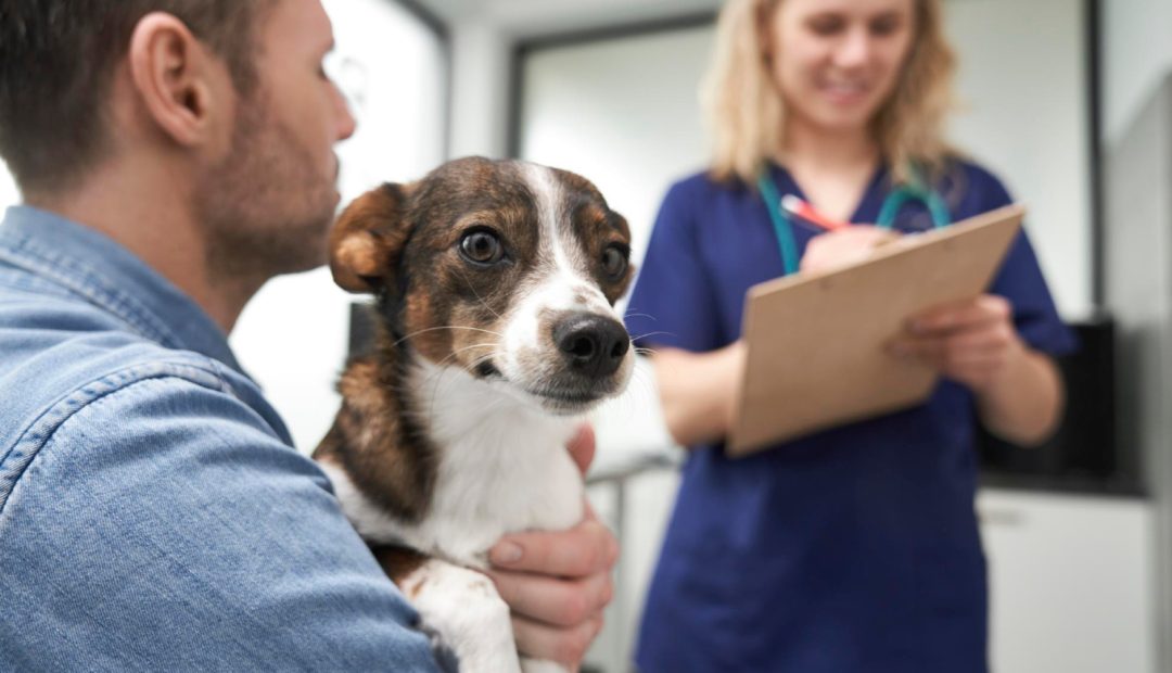 Comment choisir un service d'urgence vétérinaire fiable et efficace ?