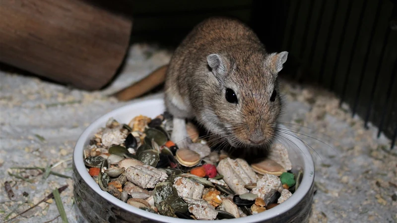 Gerbille en train de manger un mélange de graines dans sa gamelle