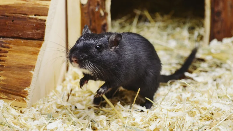 Gerbille noire debout dans une litière de copeaux, devant une cabane en bois