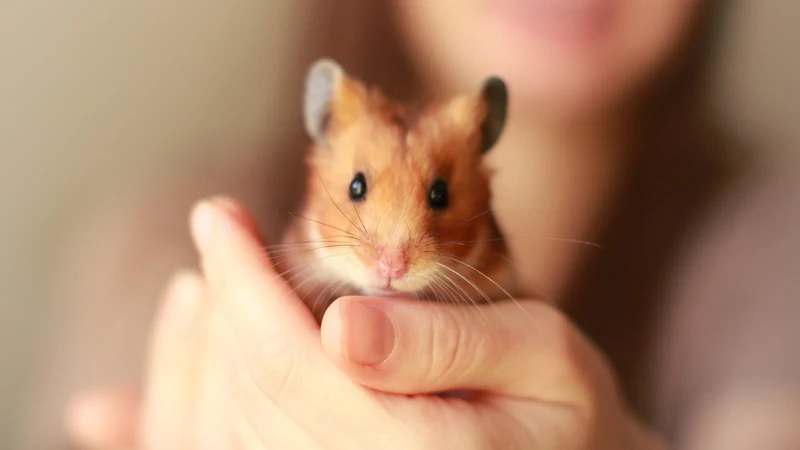Hamster doré tenu dans le creux de la main