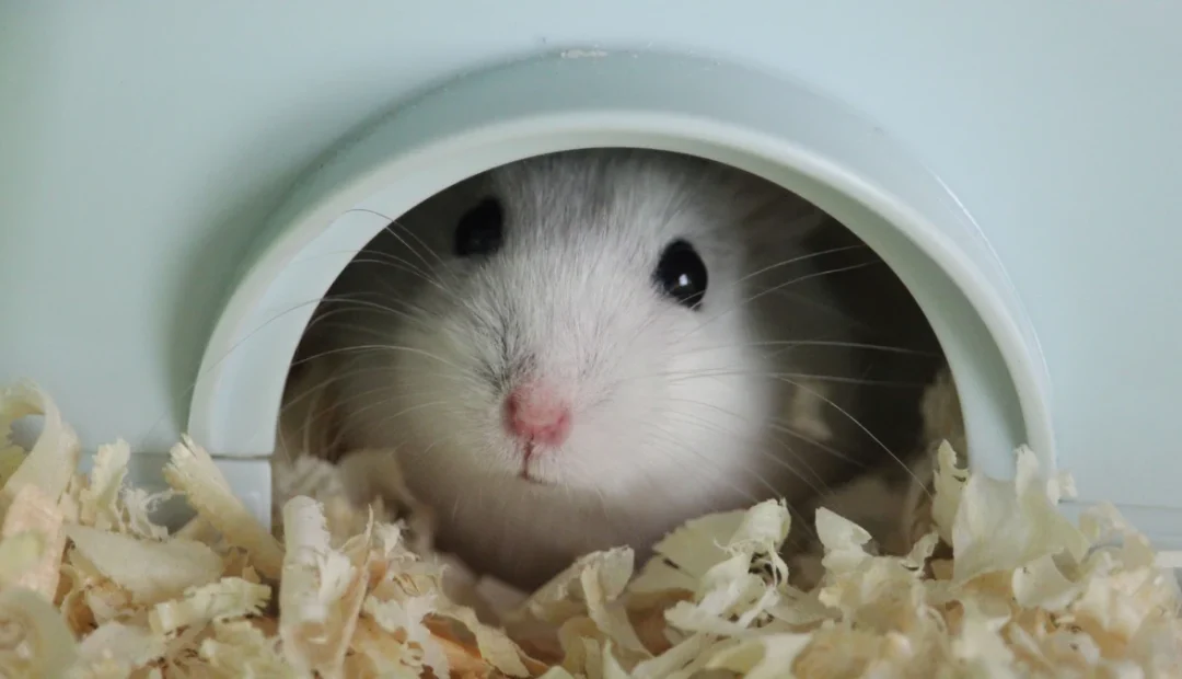 Hamster russe blanc qui sort la tête de sa cabane, dans des copeaux de bois